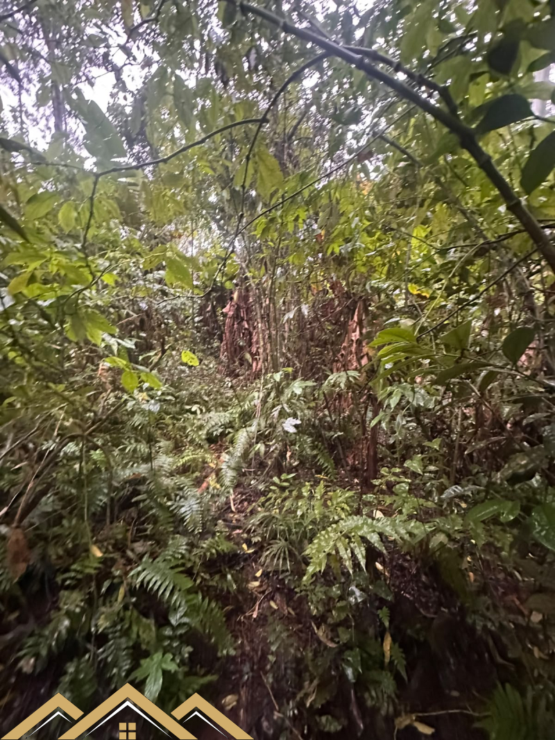 Estrada geral Morro Chato - Turvo sc/SC