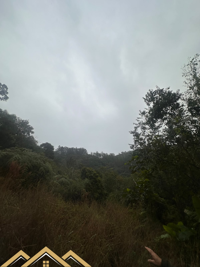 Estrada geral Morro Chato - Turvo sc/SC