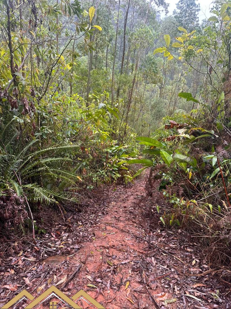 Estrada geral Morro Chato - Turvo sc/SC