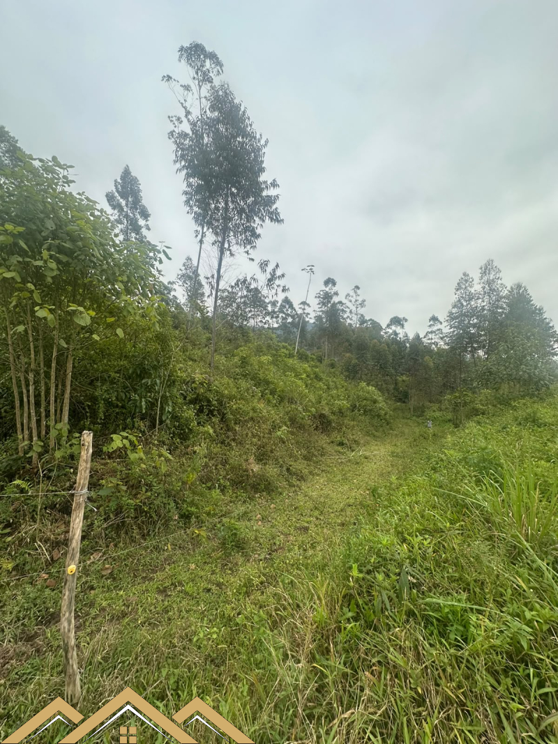 Estrada geral - Turvo sc/SC